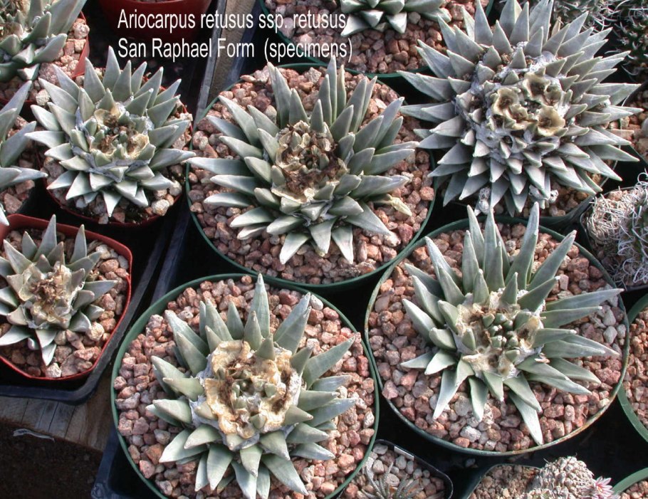 Ariocarpus retusus panarottoi