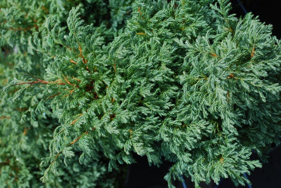 Можжевельник Сибирский