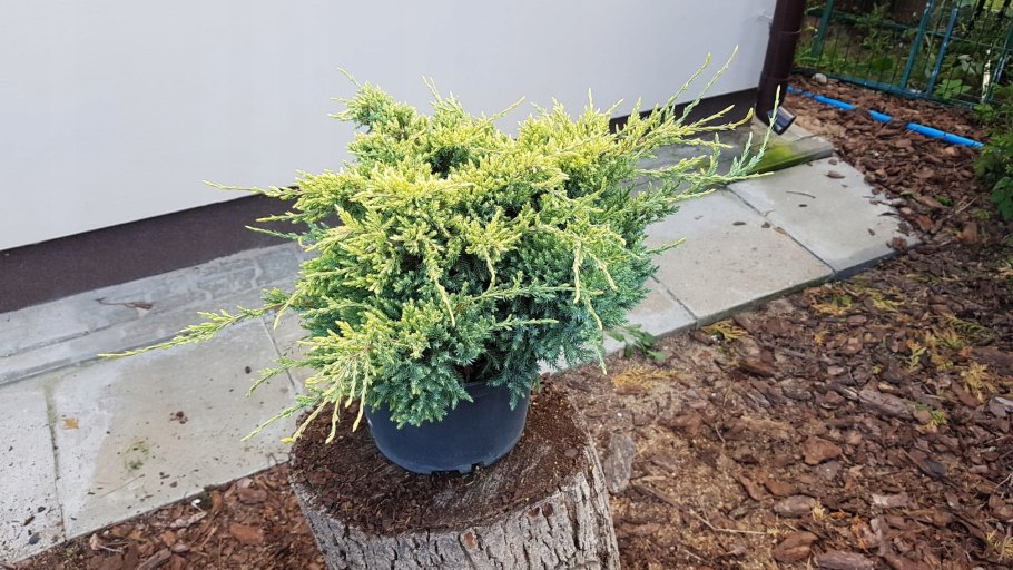 Можжевельник Грин карпет Green Carpet