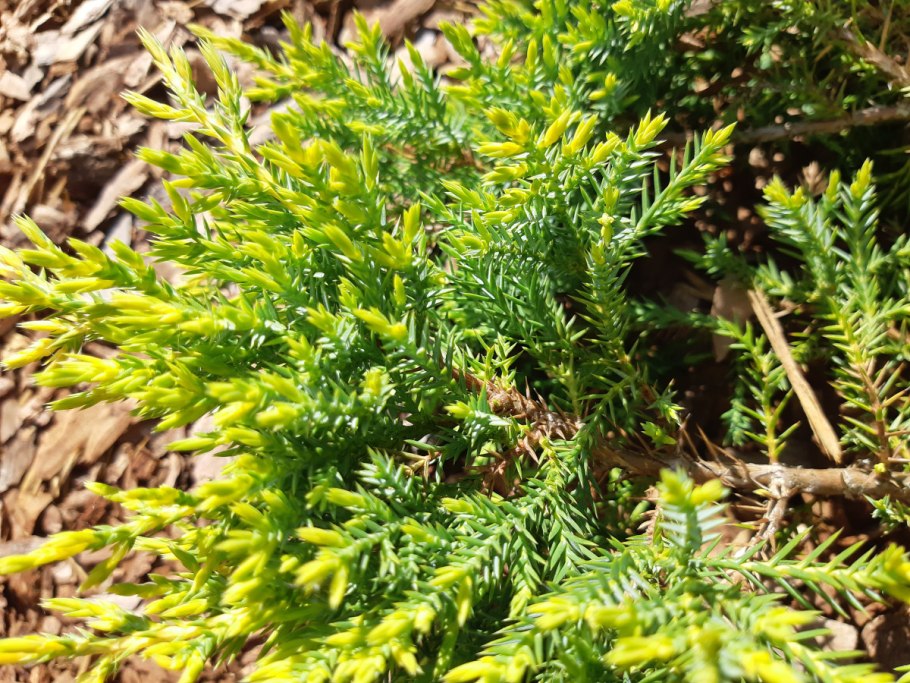 Можжевельник казацкий Вилтони