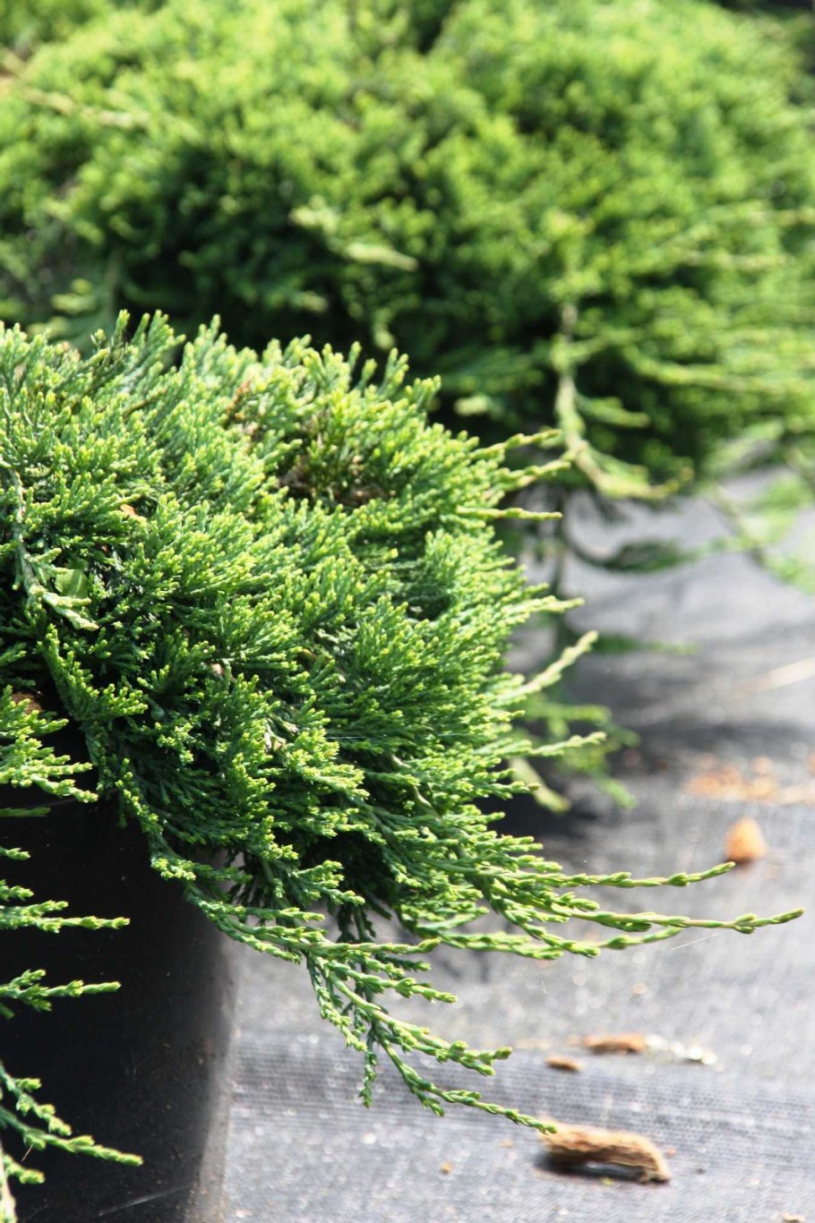 Можжевельник occidentalis