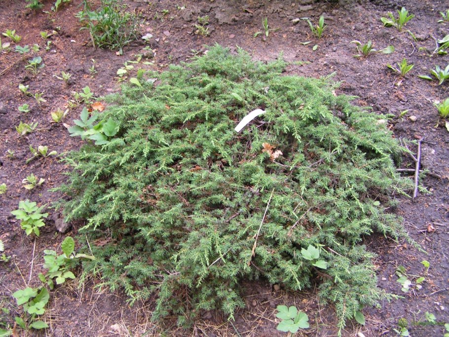 Можжевельник монголов