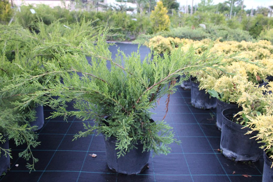 Кипарис казацкий