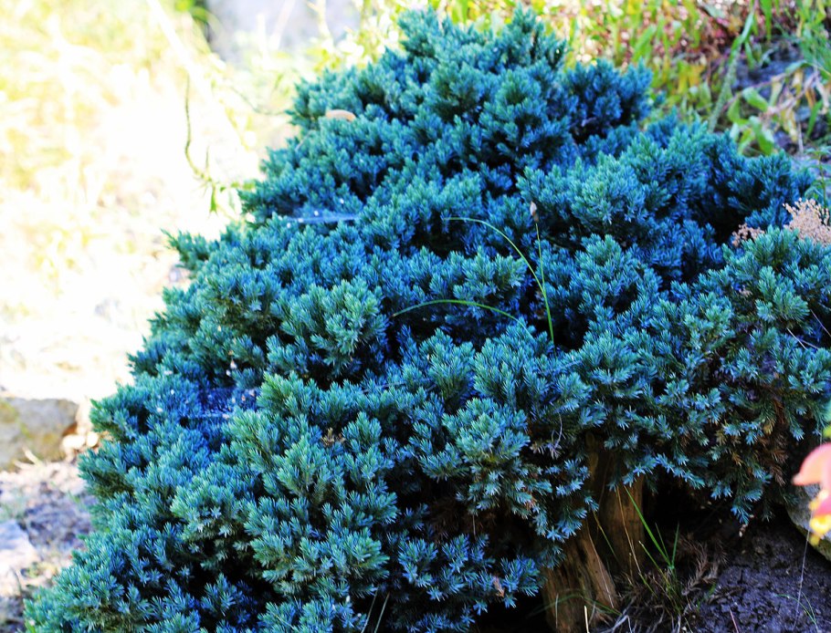 Можжевельник красный (Juniperus oxycedrus)
