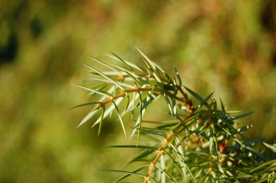 Можжевельник сирийский