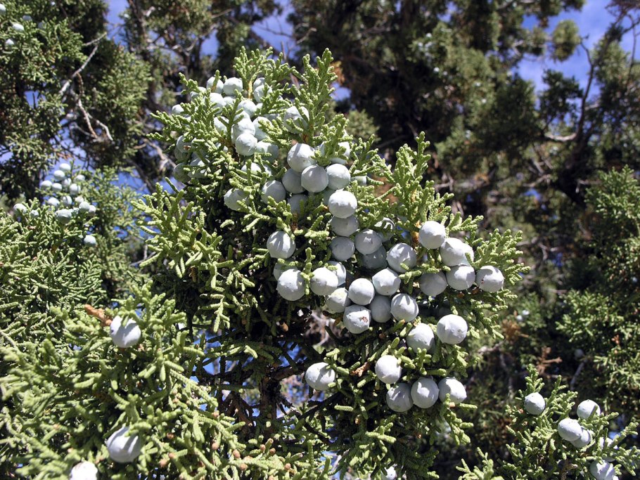 У можжевельника игольчатые листья