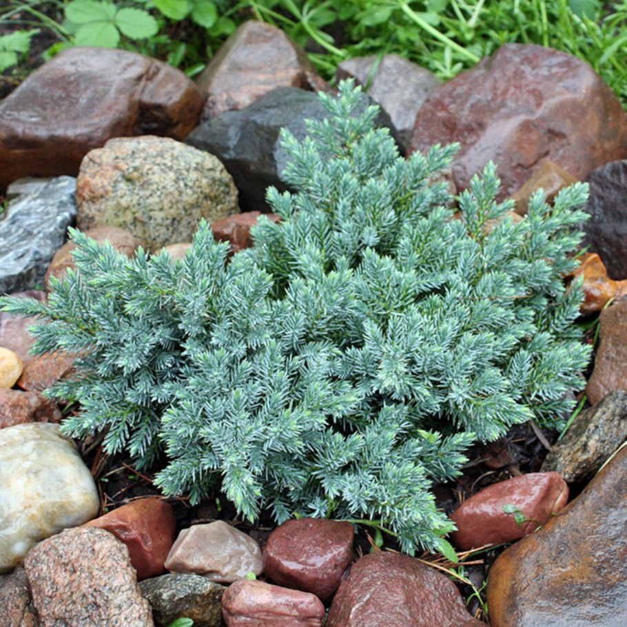 Хвойное с синими ягодами в Керчи