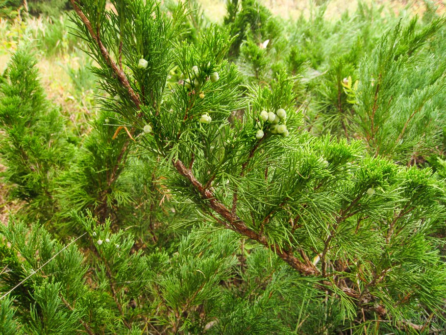 Можжевельник каталери