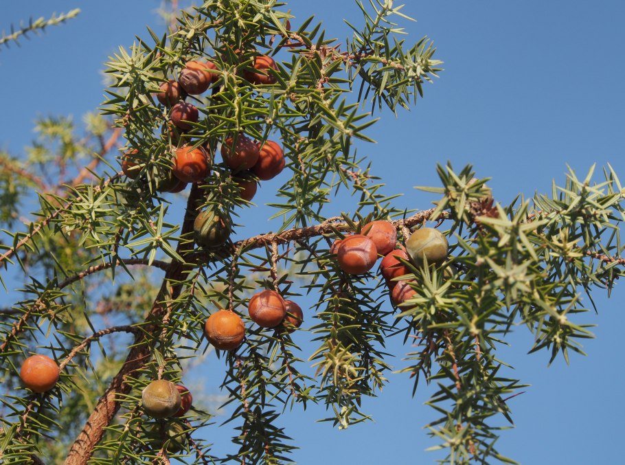 Можжевельник Тянь Шанский