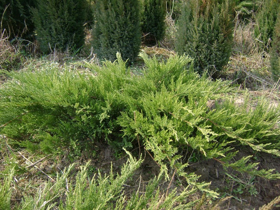 Хвойники голубой можжевельник