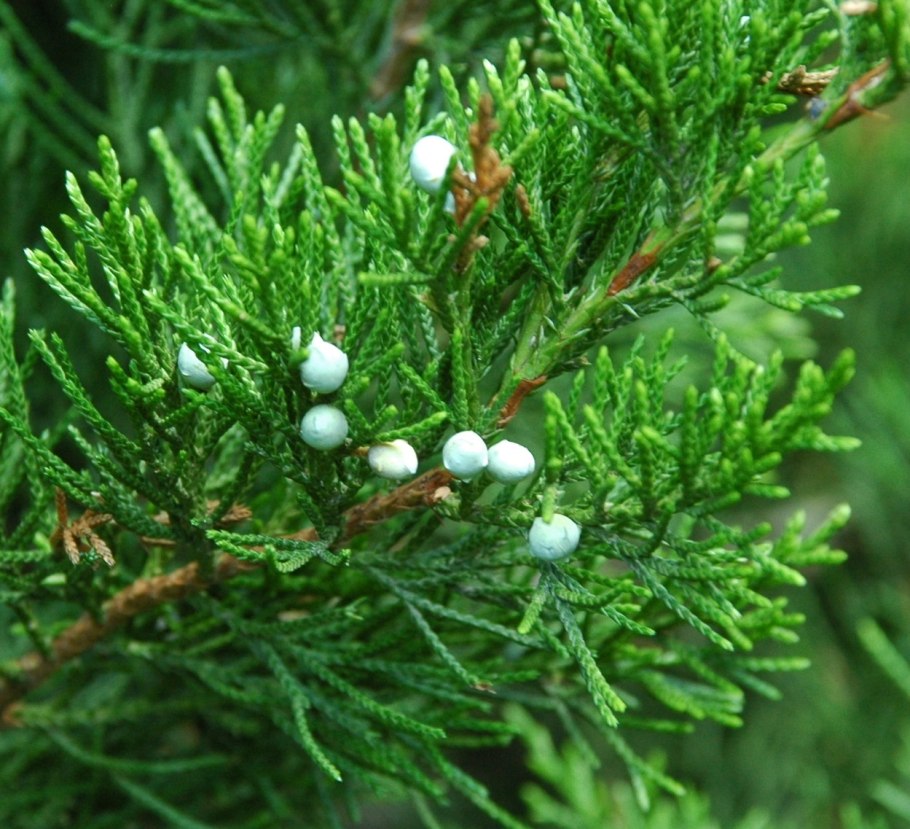 Можжевельник повислый