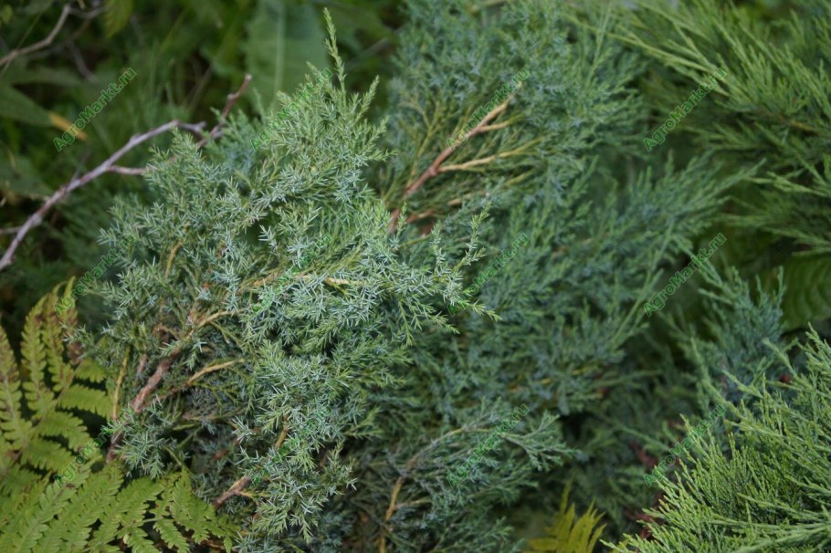 Можжевельник Даурский стелющийся