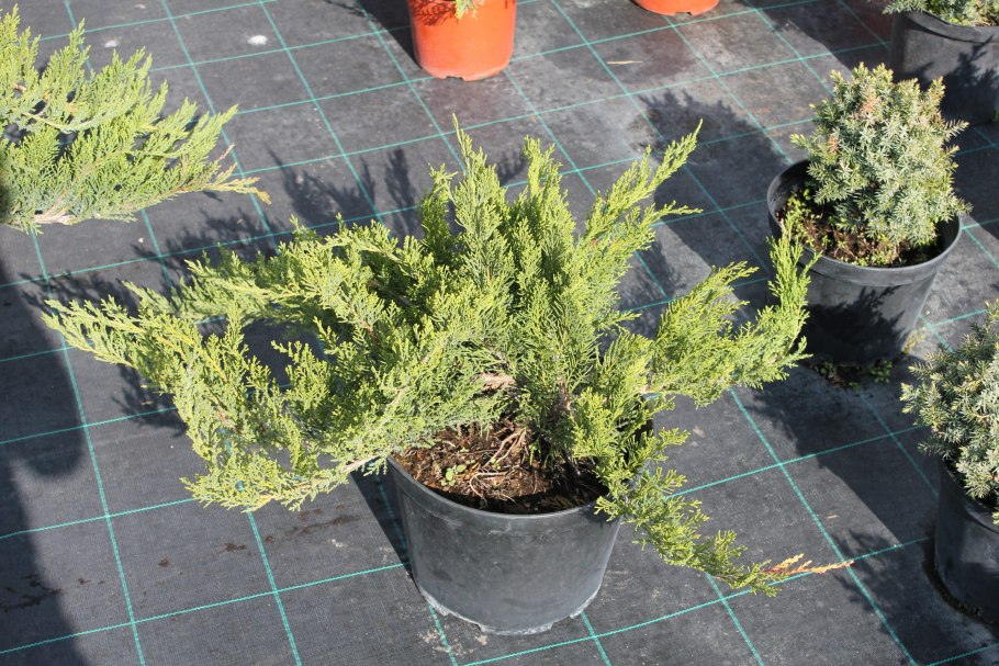 Можжевельник колючий красный