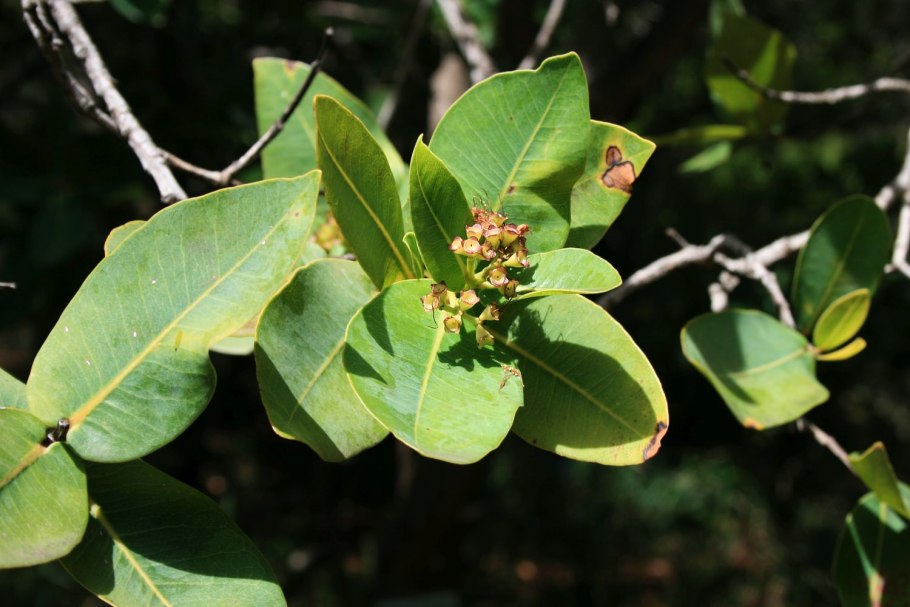 Syzygium malaccense albomarginata Вариегата