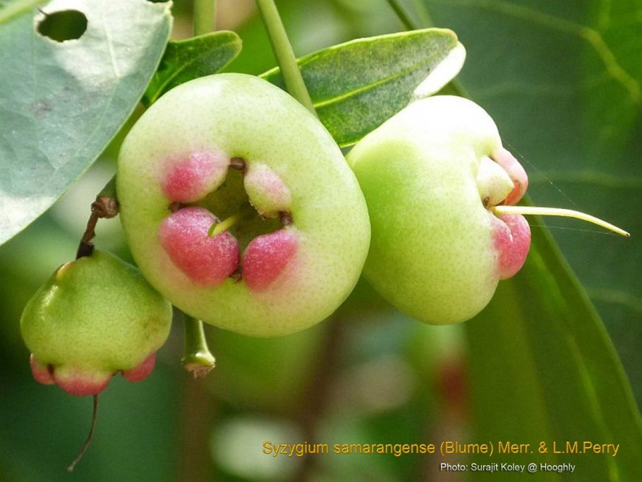Syzygium samarangense