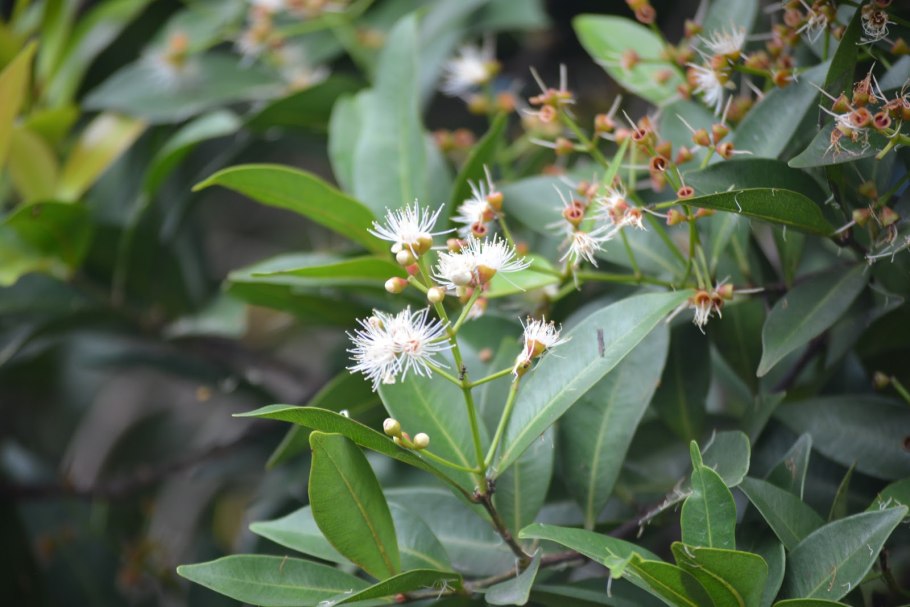 Syzygium buxifolium