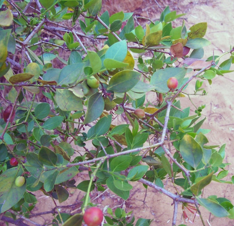 Syzygium campanulatum variegata
