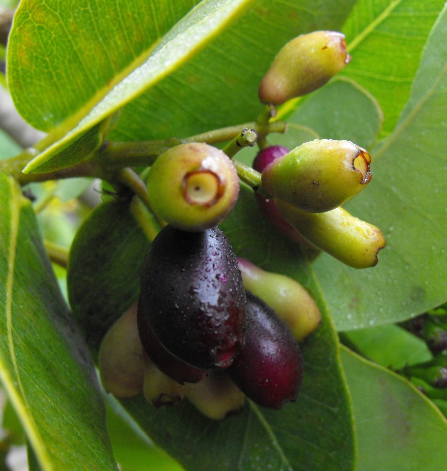 Syzygium cordatum
