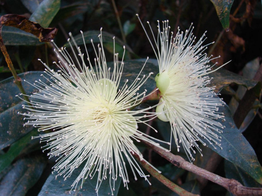 Syzygium cordatum