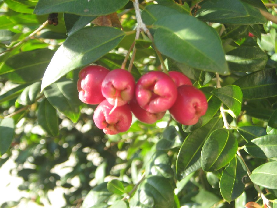 Syzygium malaccense малайское яблоко