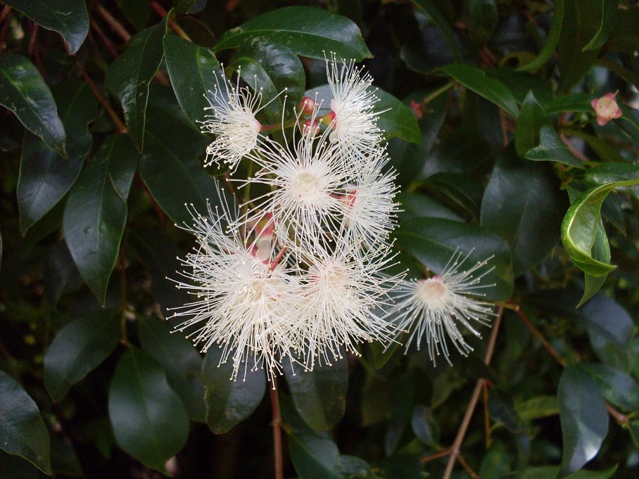 Syzygium Jambos 'Lemon Lime'