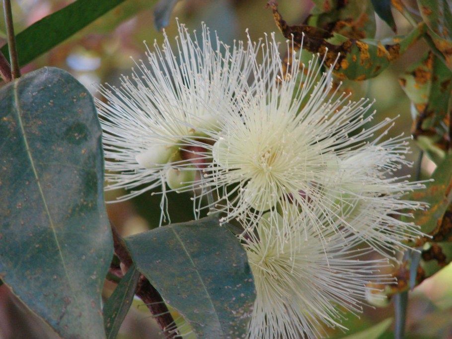 Syzygium pseudofastigiatum семена купить