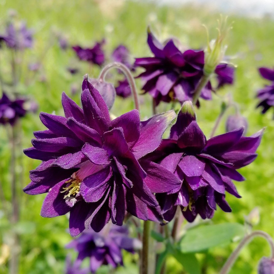 Аквилегия Барлоу Блю