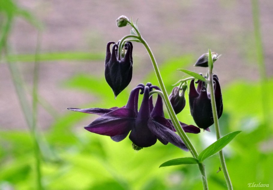 Аквилегия фиолетовая