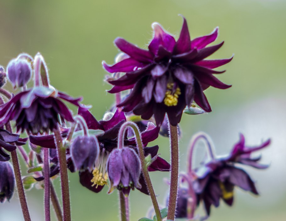 Аквилегия Барлоу Блэк