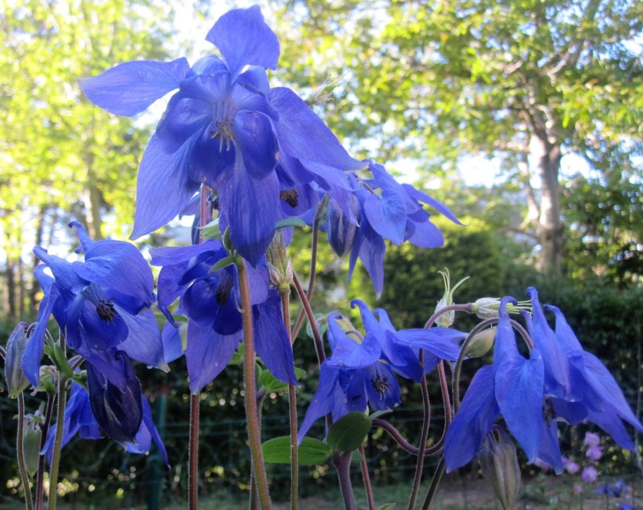 Аквилегия махровая