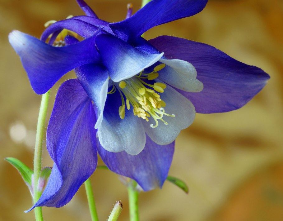 Аквилегия Барлоу Блю