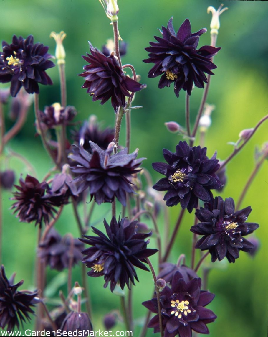 Аквилегия Тауэр голубая