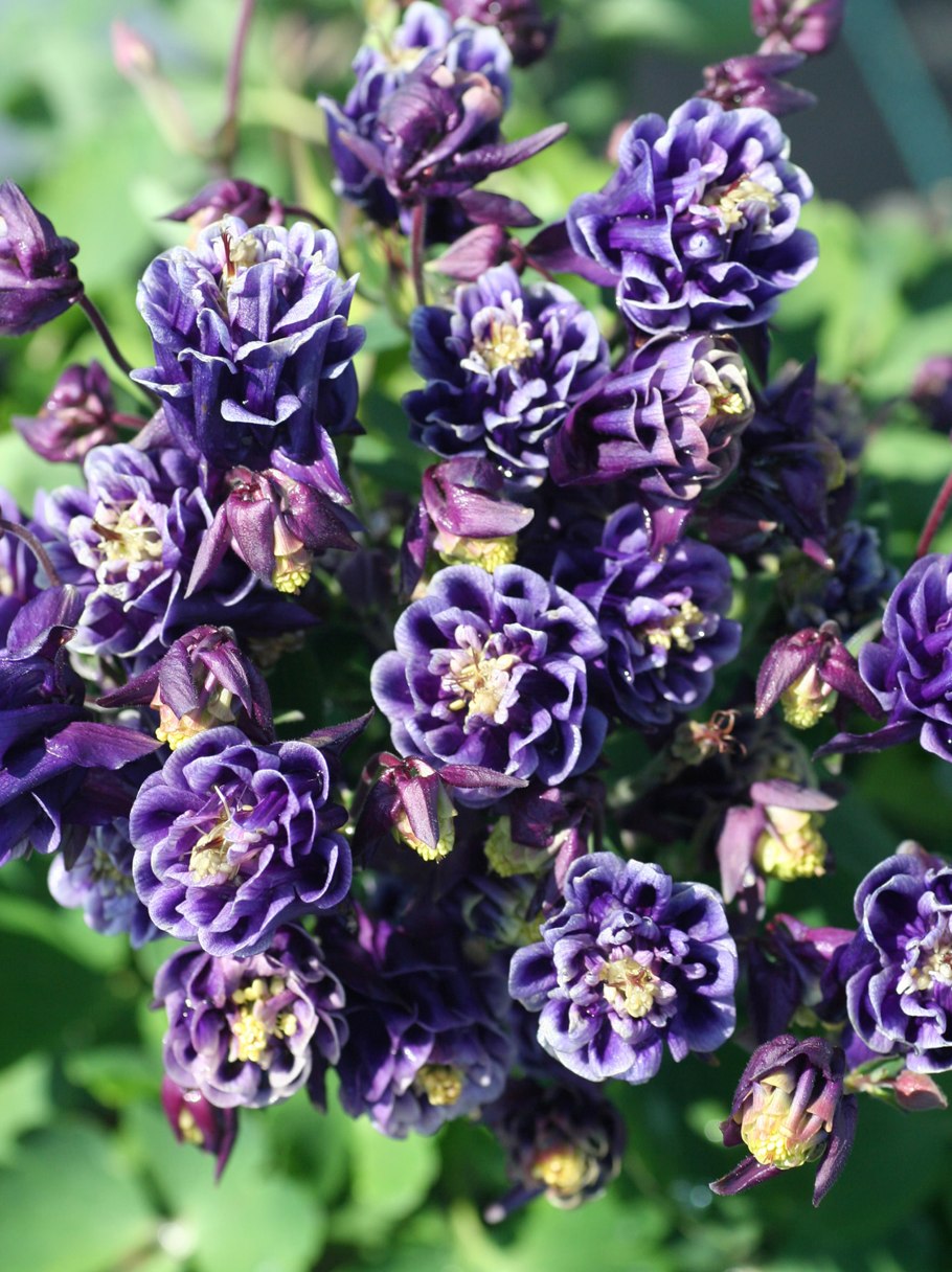 Аквилегия голубая Гиант