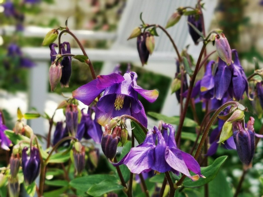 Аквилегия винки Уайт