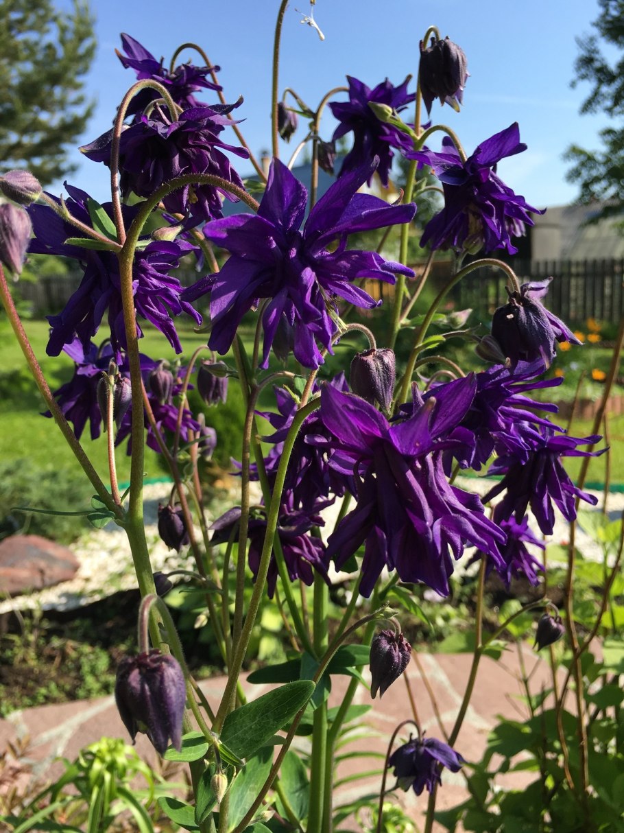 Аквилегия Нора Барлоу Блэк