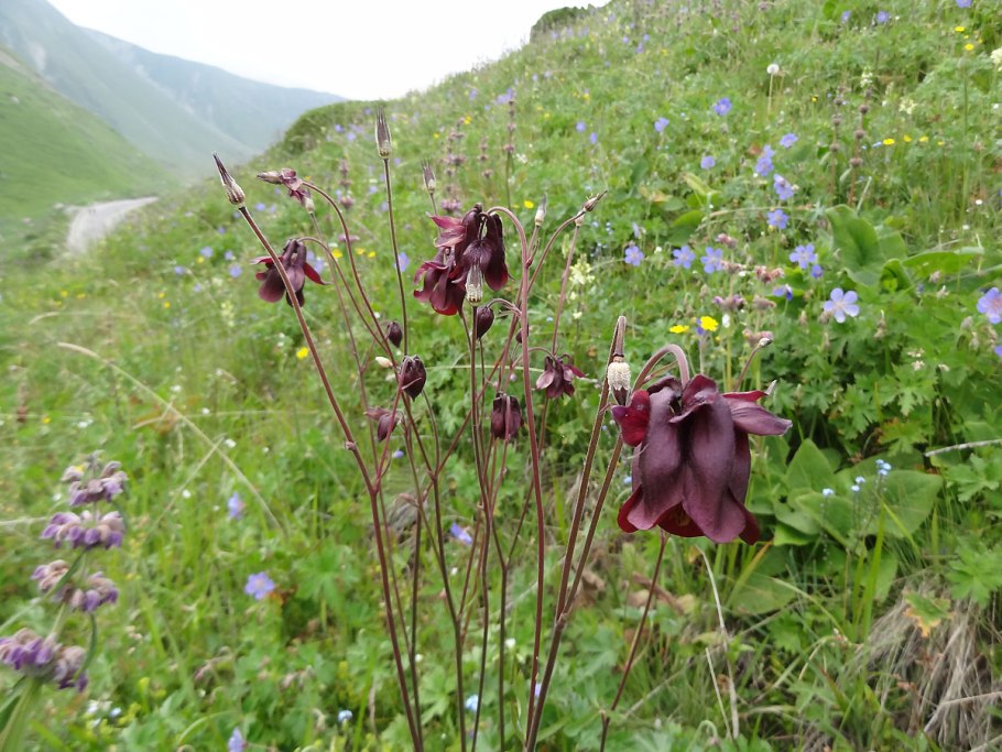 Aquilegia atrovinosa