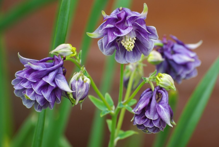 Аквилегия синяя обыкновенная водосбор
