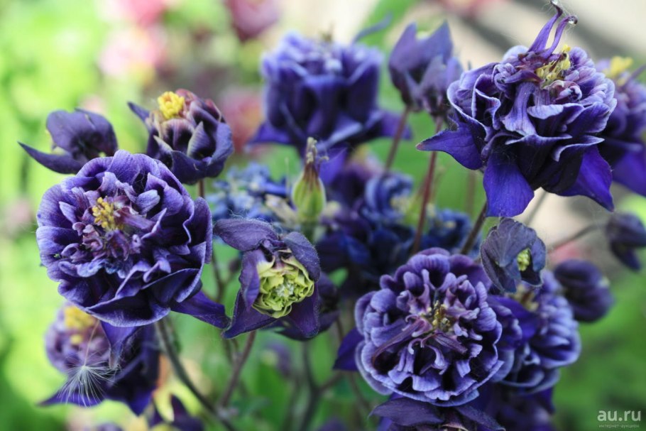 Водосбор темно-пурпуровый