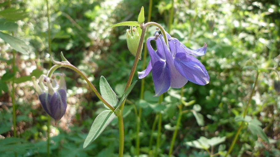 Аквилегия водосбор Орлик