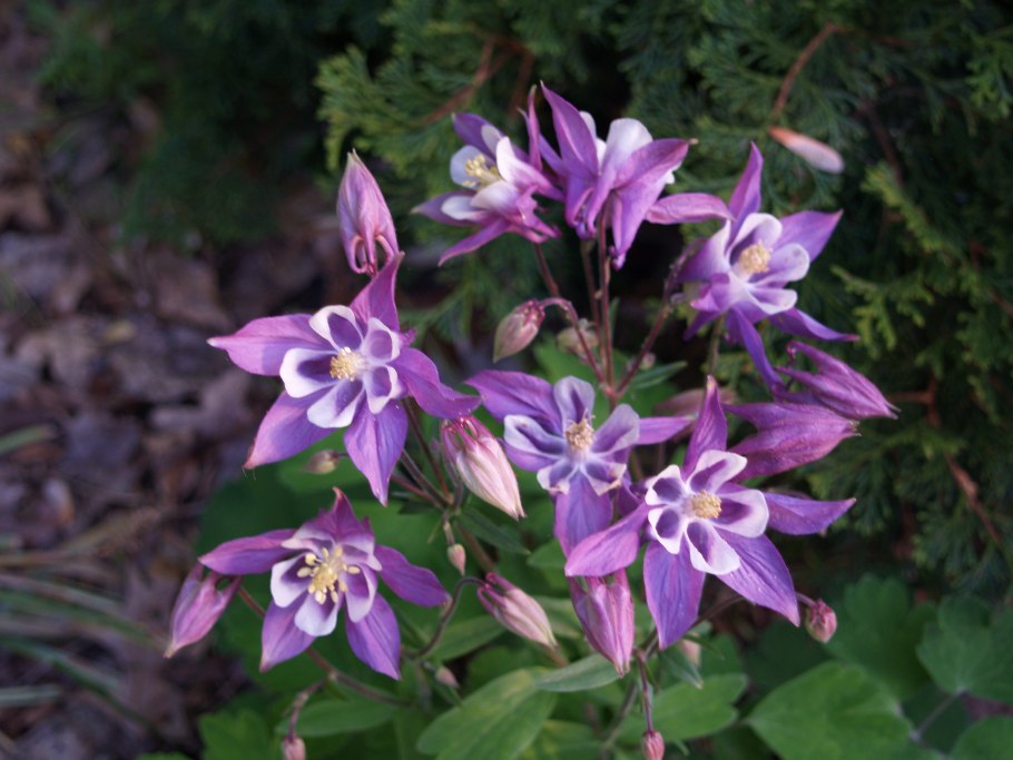 Водосбор чернеющий