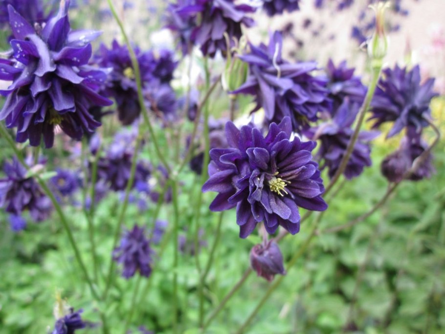 Аквилегия зеленоцветковая