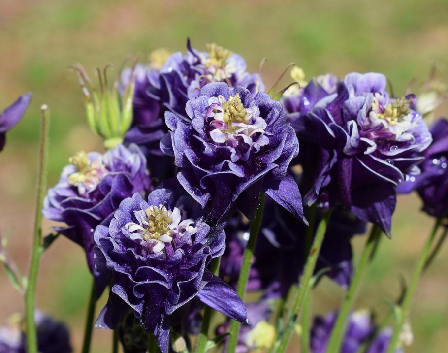 Аквилегия Барлоу Блэк