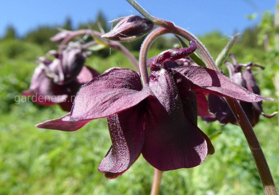 Аквилегия спринг Мэджик