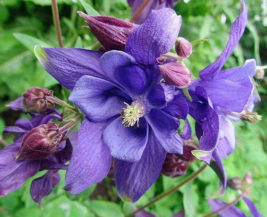 Водосбор Амурский