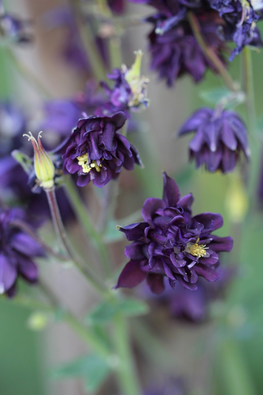 Аквилегия МАККАНЫ Барлоу Блэк