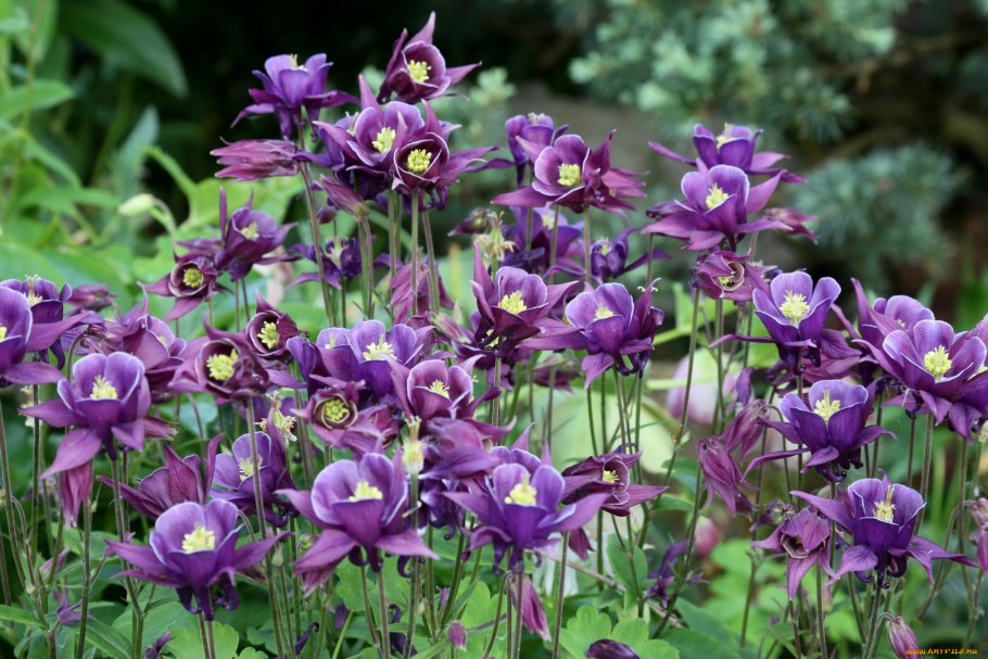 Aquilegia atrovinosa