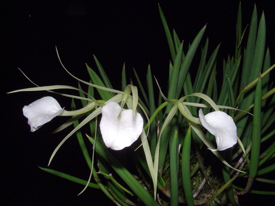 Брассавола нодоза