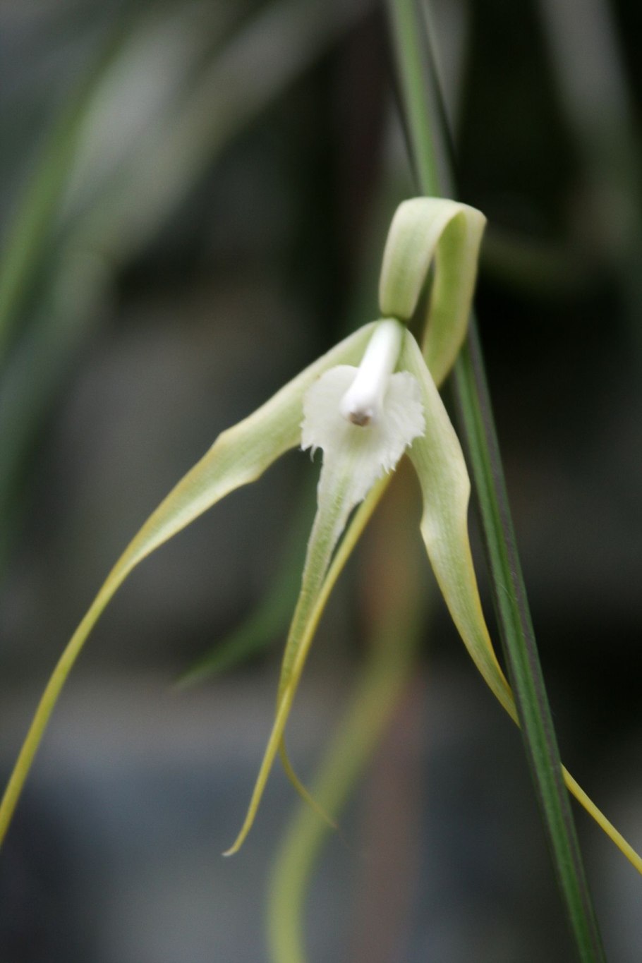 Брассавола бесстебельная