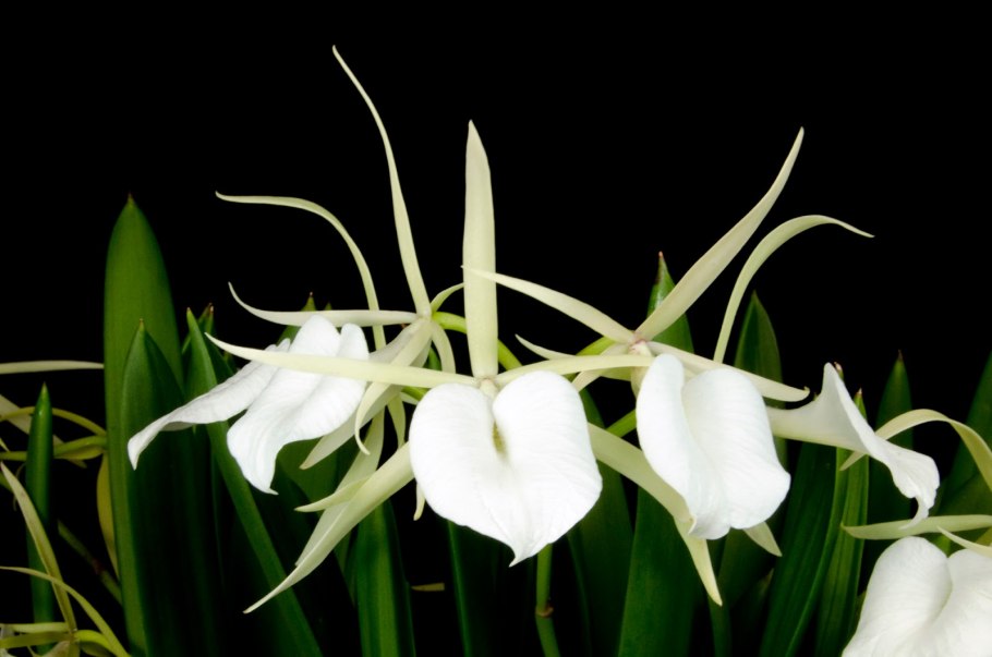Brassavola сердцевидная