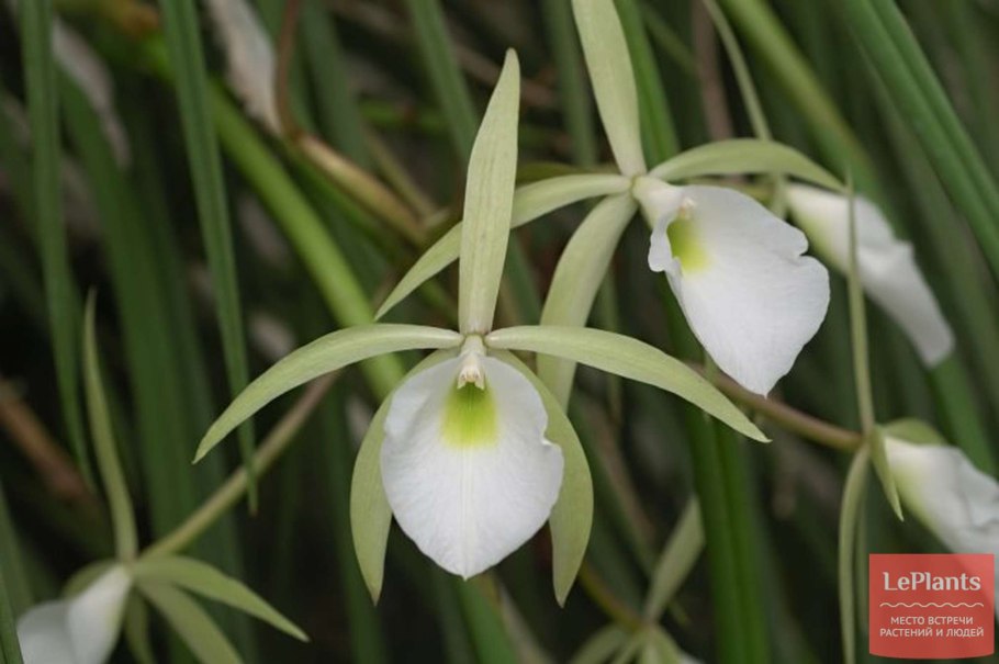 Брассавола Орхидея